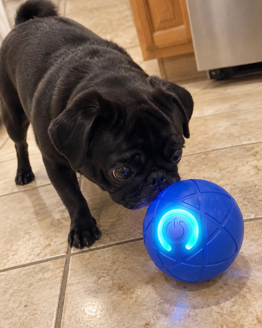files/dog-mini-1-pug.jpg
