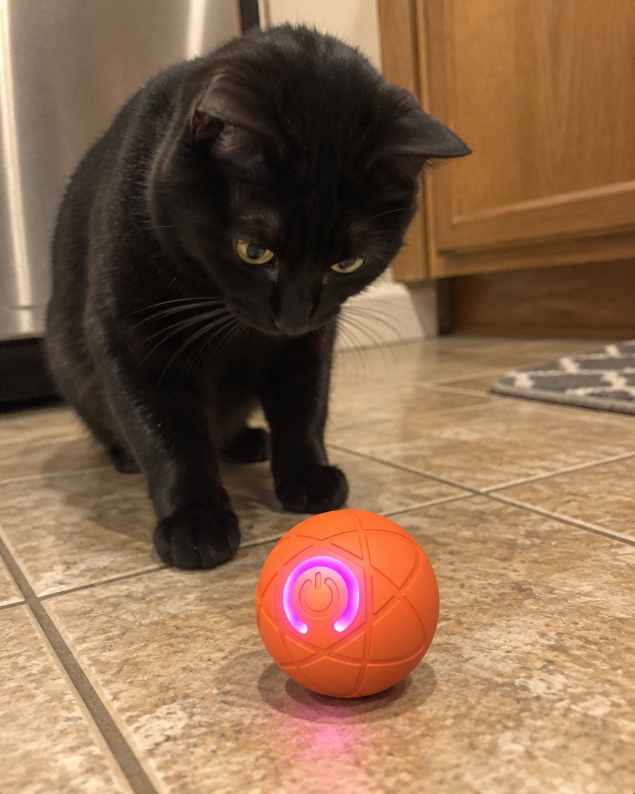 files/mini-review-1-black-cat.jpg